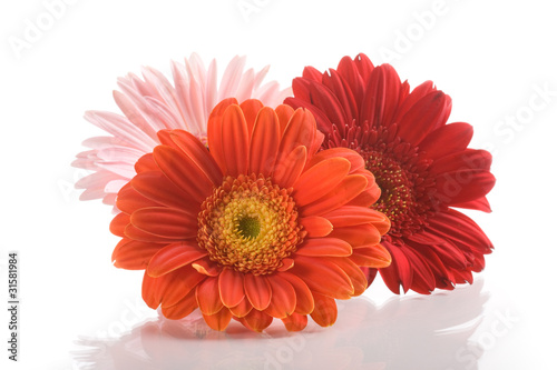 Gerbera