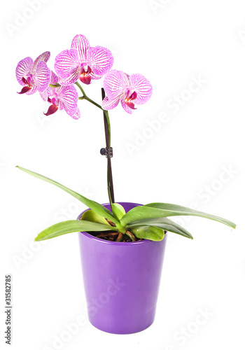 Fototapeta Naklejka Na Ścianę i Meble -  Pink orchid in the pot isolated on white background