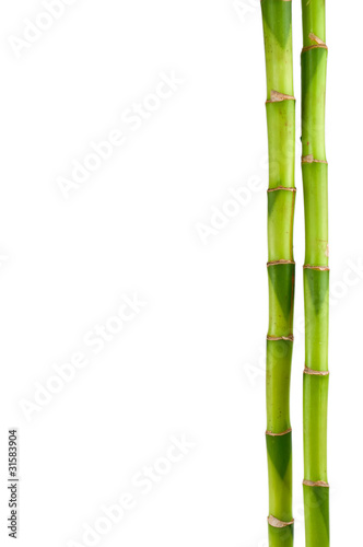 bambusrohr © Visions-AD