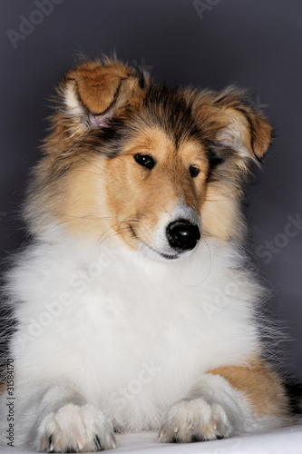 animal, collie, dog, looking, portrait, young © jurewicz