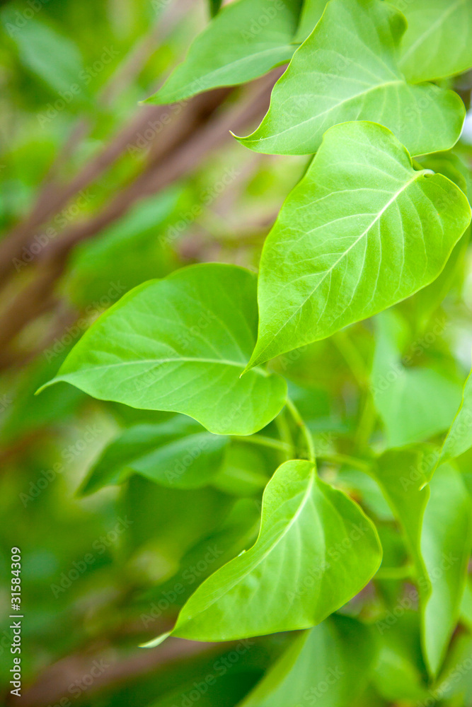 feuilles de lilas feuilles de lilas
