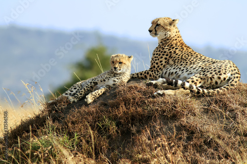 Masai Mara Cheetahs on the Masai Mara Safari