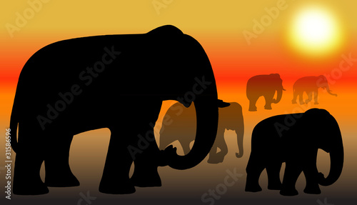 Group of elephant