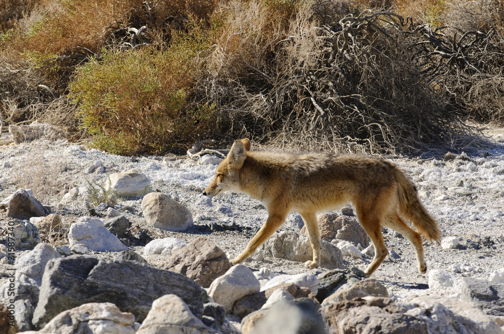 Fototapeta premium Coyotes in Death Valley