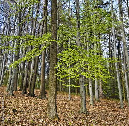 Fototapeta Naklejka Na Ścianę i Meble -  spring wood with beech trees