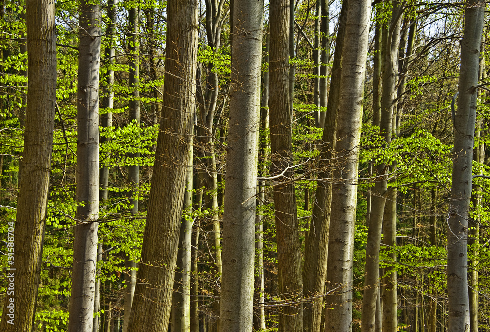 spring wood with beech trees in detail spring wood with beech trees in detail