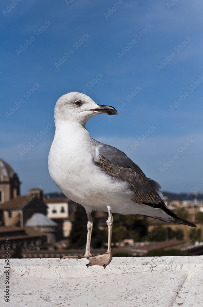 Obraz premium Roman Seagull