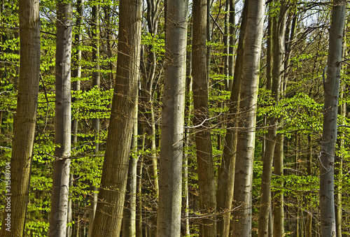 spring wood with beech trees in detail