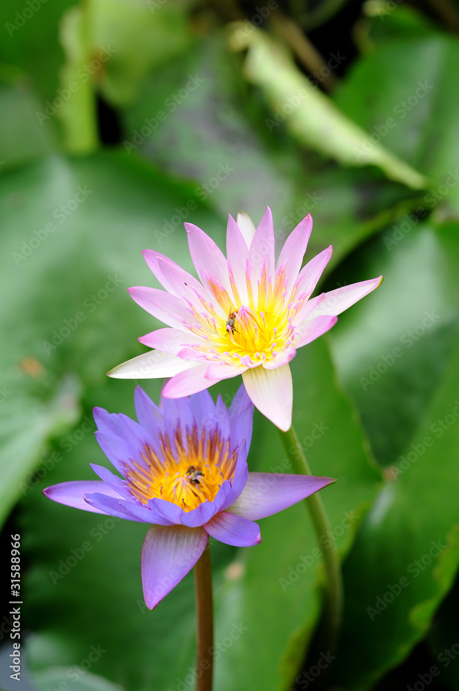 Obraz premium Bees in Lotus Flower