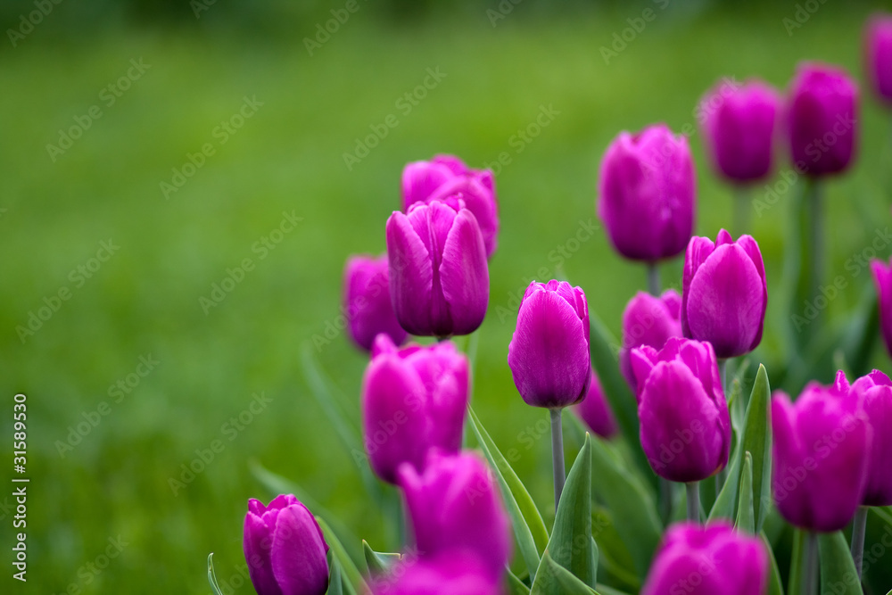 blooming tulips in springtime