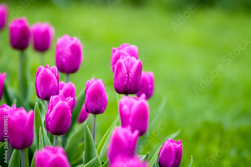 Blooming tulips in springtime. Shallow DOF