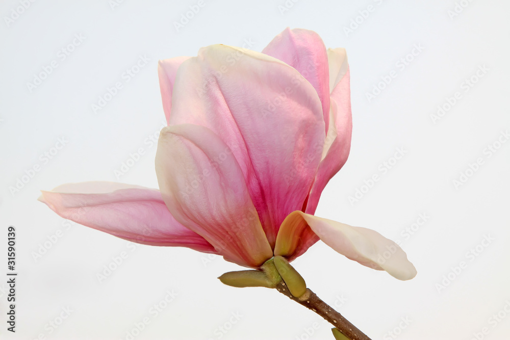 Fototapeta premium magnolia flower