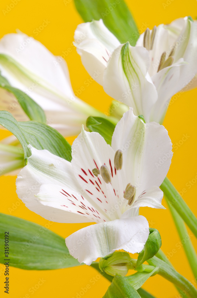 white lily flower