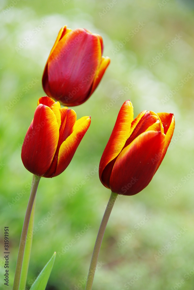 Tulpen
