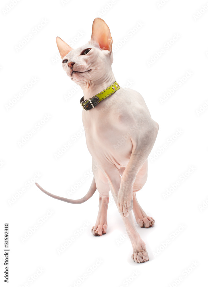 Don Sphynx Don Sphynx