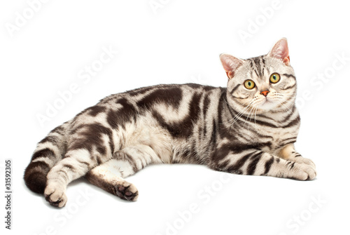 American Shorthair cat