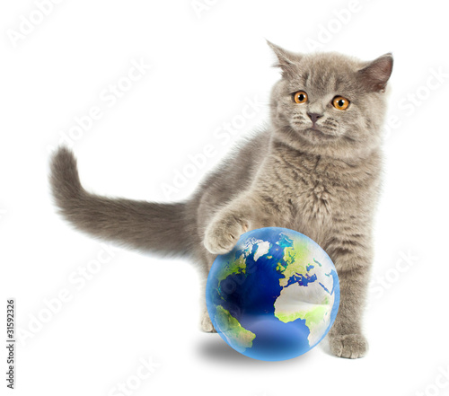 British kitten playing with earth