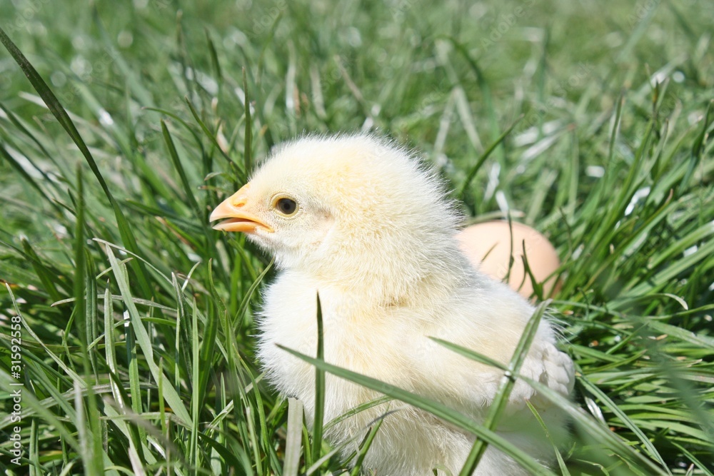 Chicken  on a grass