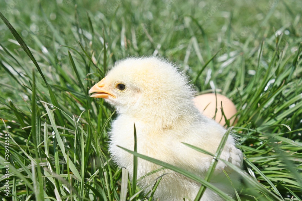 Chicken on a grass Chicken on a grass