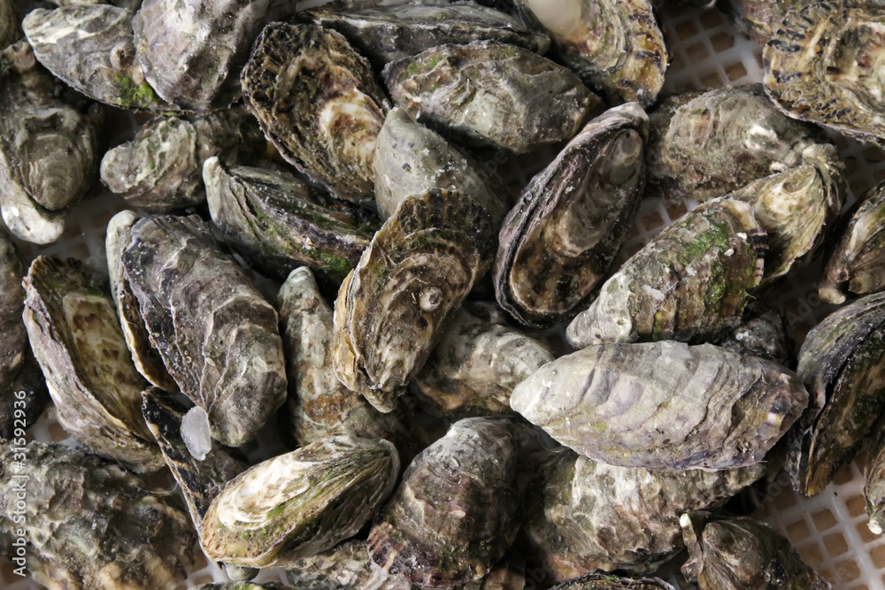 oysters oysters