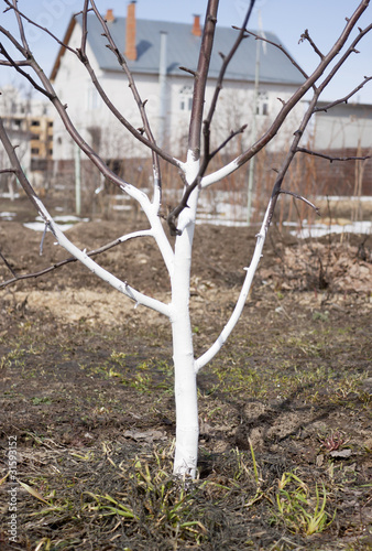 The trunk of apple trees whitewashed
