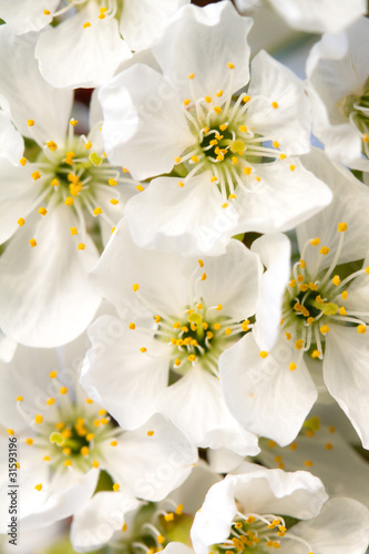 Kirschblüten