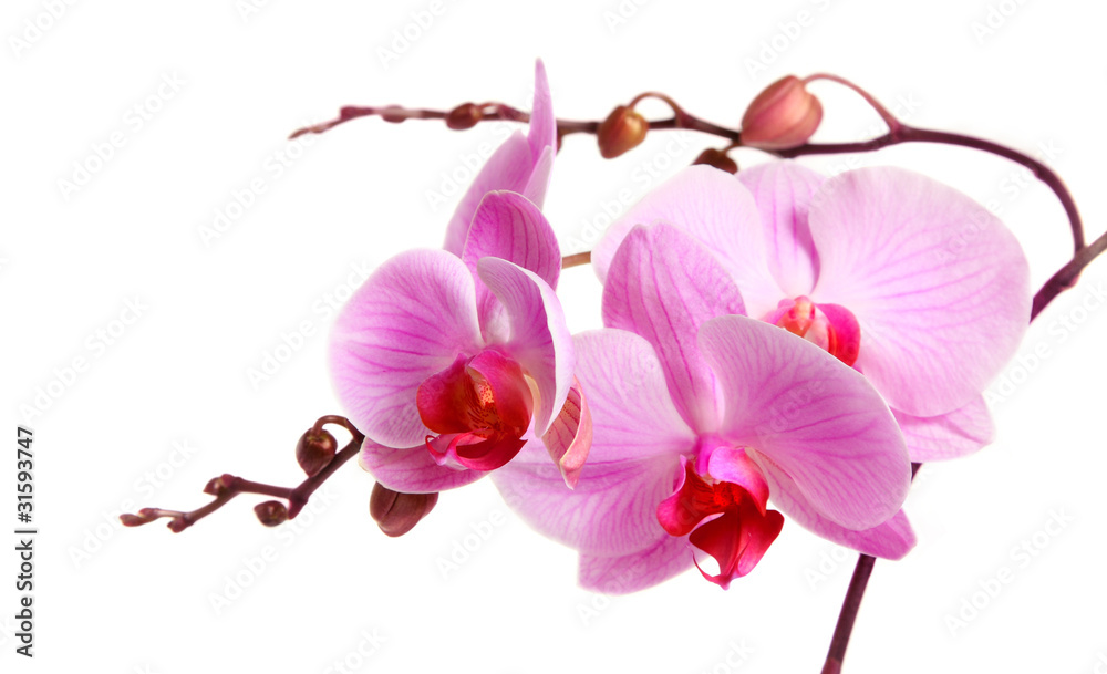 Naklejka premium Image of orchid flower isolated over white