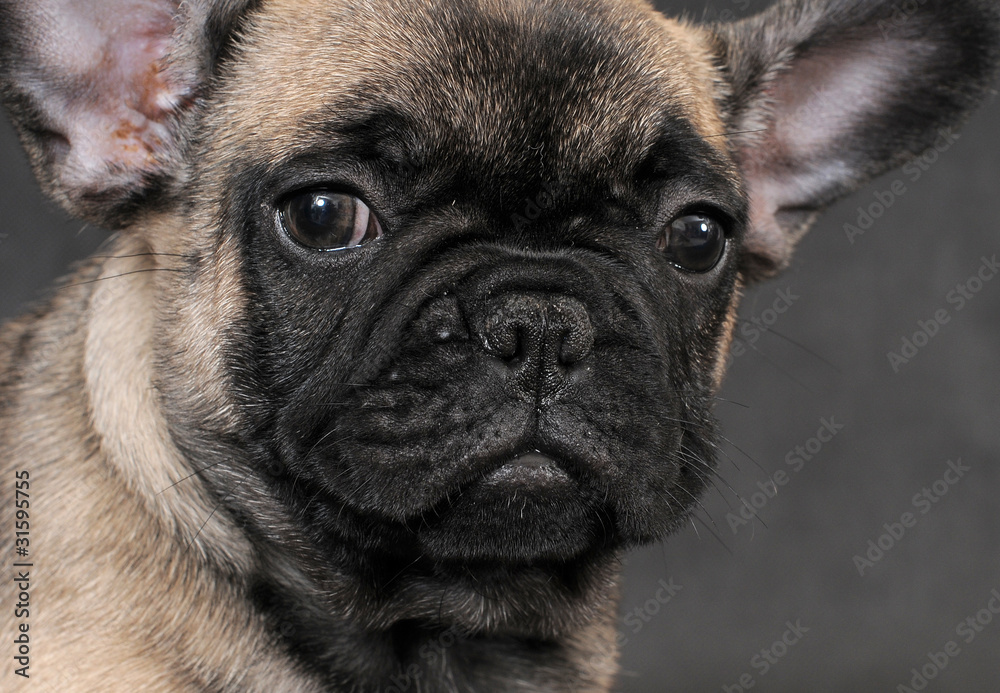 Fototapeta premium BOULEDOGUE FRANCESE