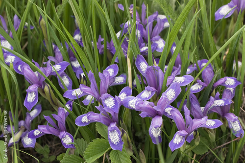 iris versicolor