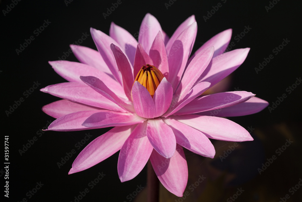 Obraz premium Pink water lily