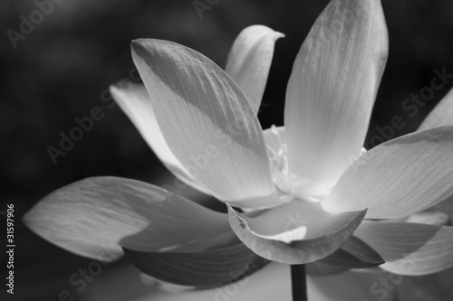 Black & white water lily