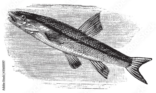 Canvas Print Blacknosed dace, rhinichthys atratulus or argyreus atronasus old