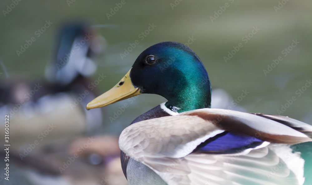 Fototapeta premium Anade azulon