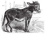 Domesticated donkey, ass, asinus vulgaris or Equus africanus asi