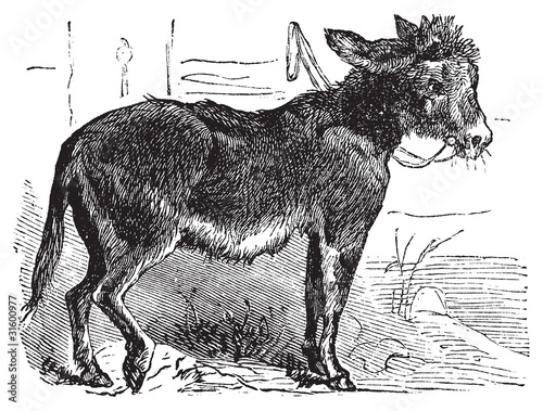 Domesticated donkey, ass, asinus vulgaris or Equus africanus asi