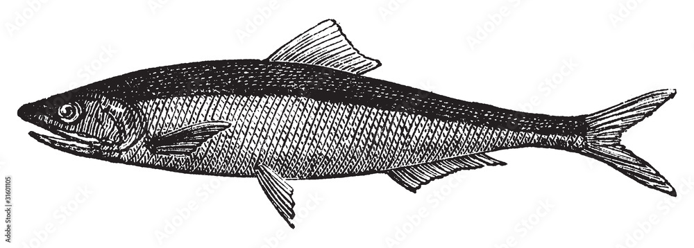 Fototapeta premium European anchovy or engraulis encrasicholus old vintage engravin