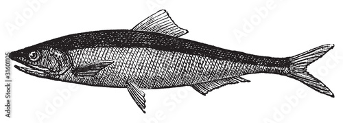 European anchovy or engraulis encrasicholus old vintage engravin