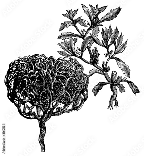 Anastatica hierochuntica, tumbleweed or resurrection plant old v