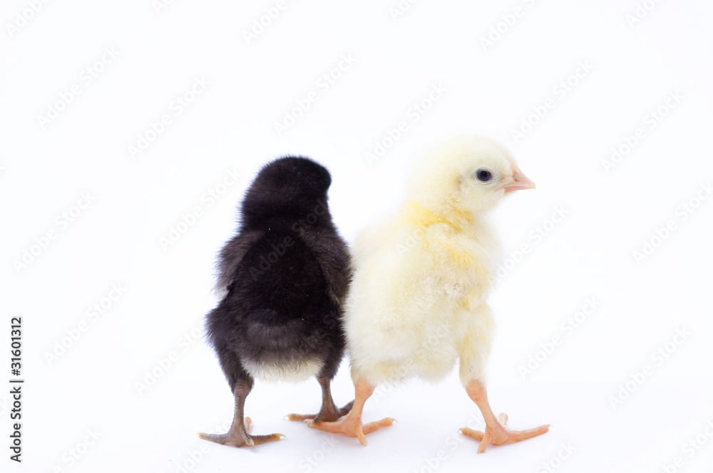 Two small chicken