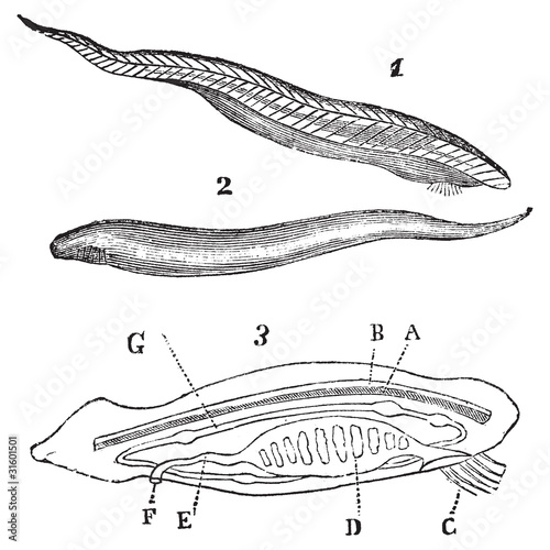 Lancelet ( amphioxus lanceolatus ) top, bottom and inside view v photo