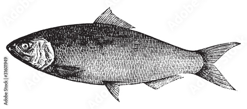 American Shad, Atlantic Shad, Alosa praestabilis or alosa sapidi