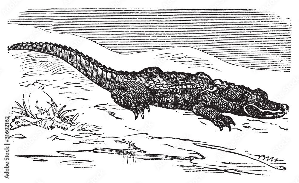 Naklejka premium American Alligator engraving, or Alligator Mississippiensis.