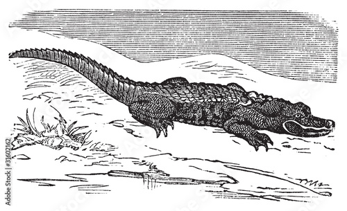 American Alligator engraving, or Alligator Mississippiensis.