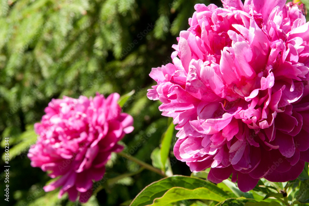 peony peony