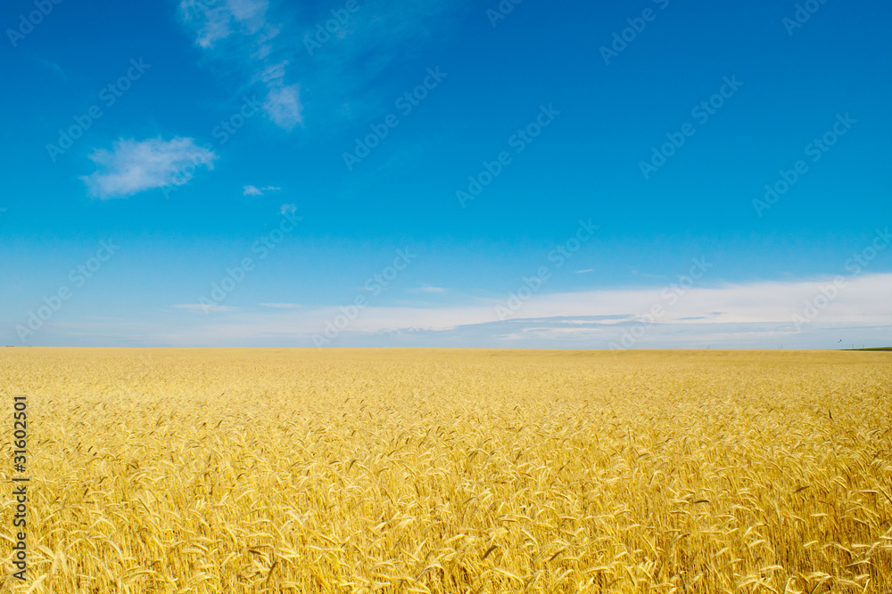 Fototapeta premium field of rye