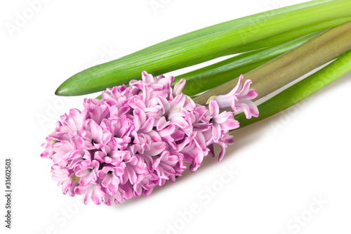 hyacinth