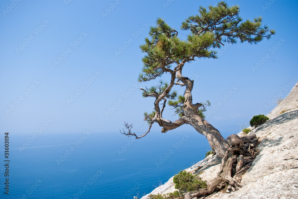 Lone fir tree at edge of the cliff