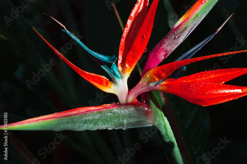 strelitzia, strélitzia, oiseau du paradis photo