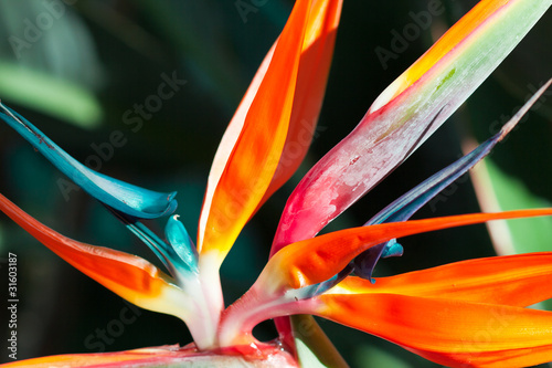 strelitzia, strélitzia, strélitzias, oiseau du paradis photo