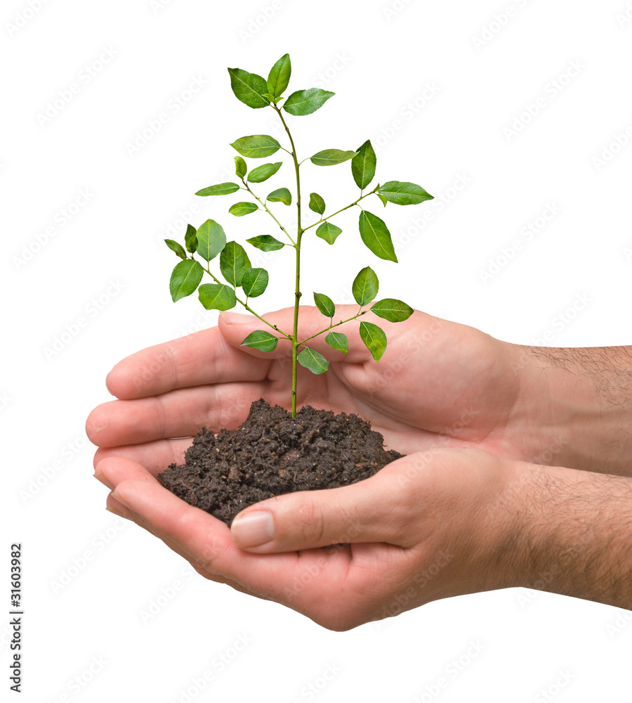 sapling in hands